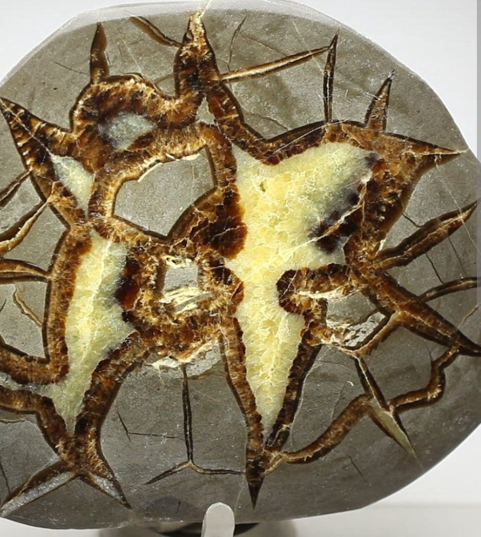 Septarian Nodules: Apatite, Aragonite, Calcite