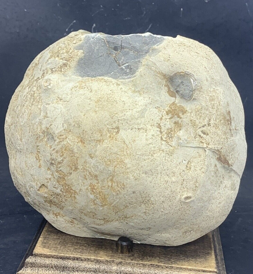 Septarian Nodules: Apatite, Aragonite, Calcite