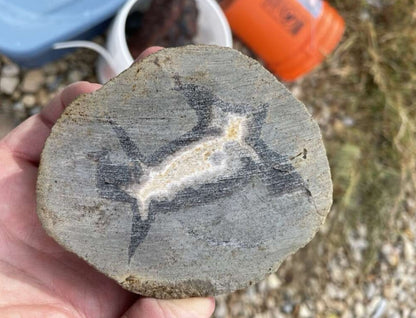Septarian Nodules: Apatite, Aragonite, Calcite