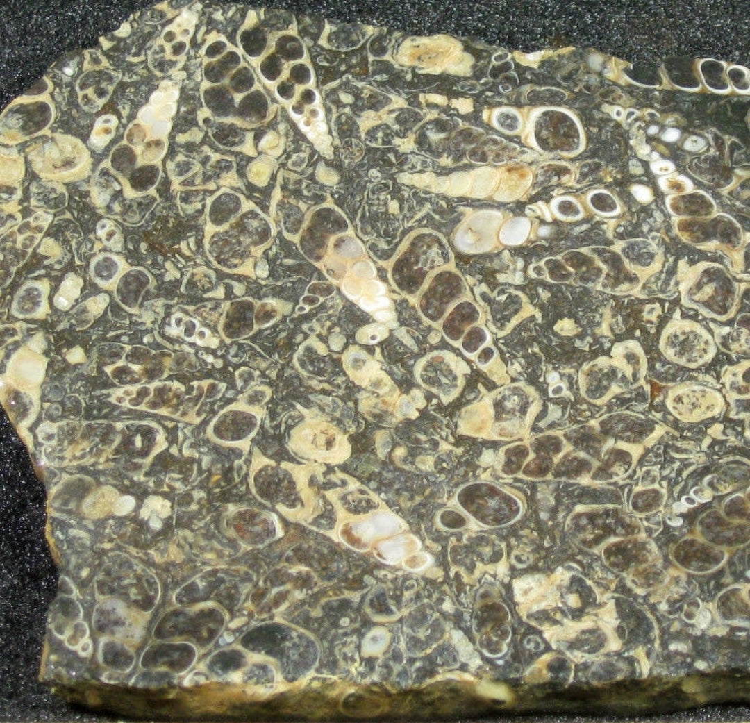 Turitella Agate