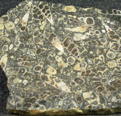 Turitella Agate
