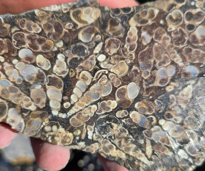 Turitella Agate