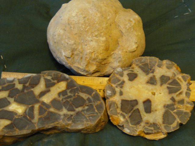 Septarian Nodules: Apatite, Aragonite, Calcite