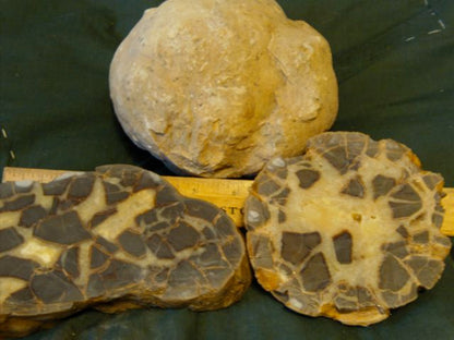 Septarian Nodules: Apatite, Aragonite, Calcite