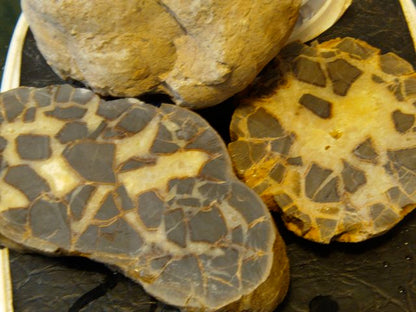 Septarian Nodules: Apatite, Aragonite, Calcite