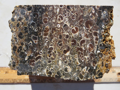 Turitella Agate