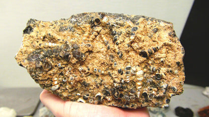 Turitella Agate