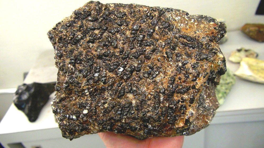 Turitella Agate