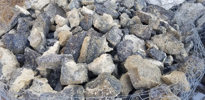 Turitella Agate