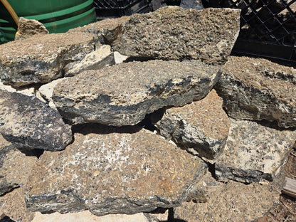 Turitella Agate