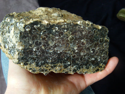 Turitella Agate