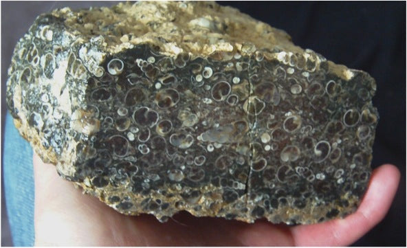 Turitella Agate