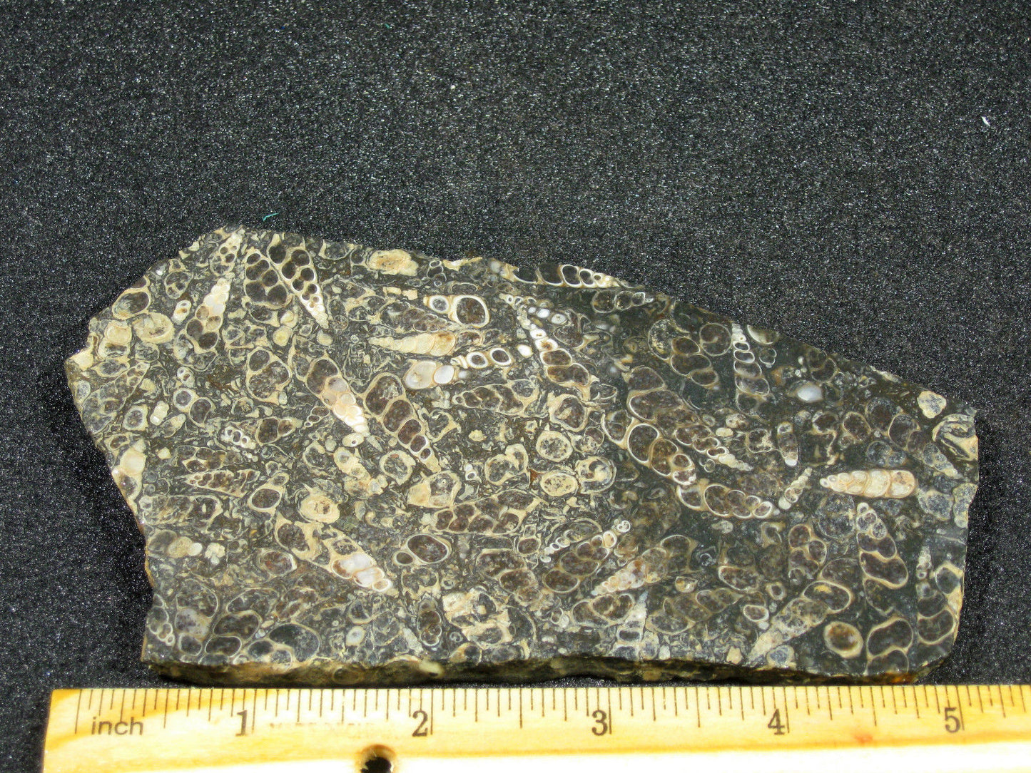Turitella Agate