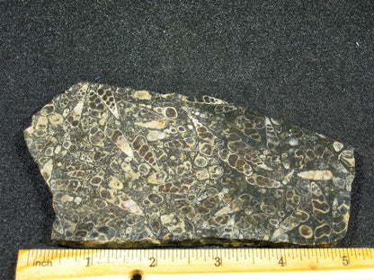 Turitella Agate