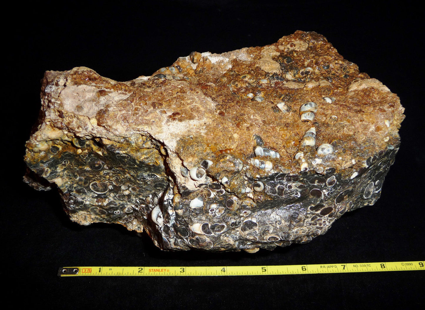 Turitella Agate