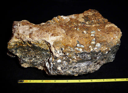 Turitella Agate