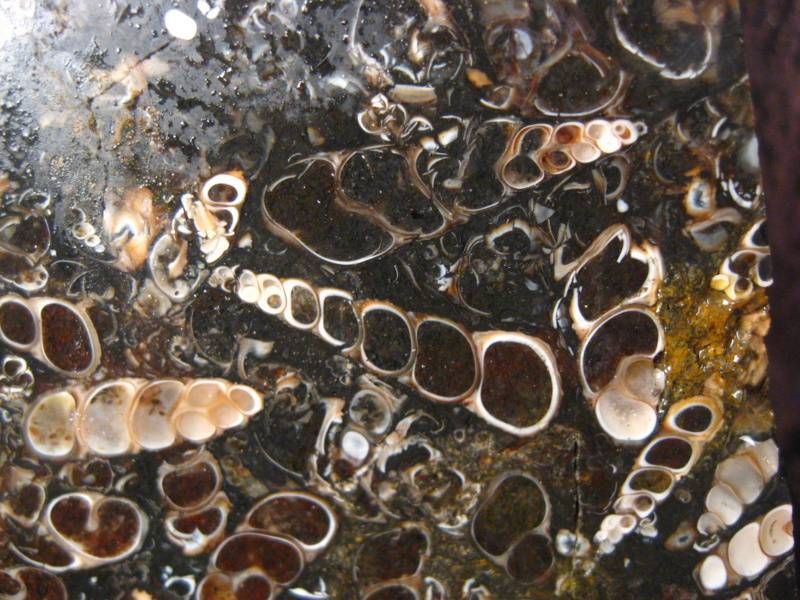 Turitella Agate